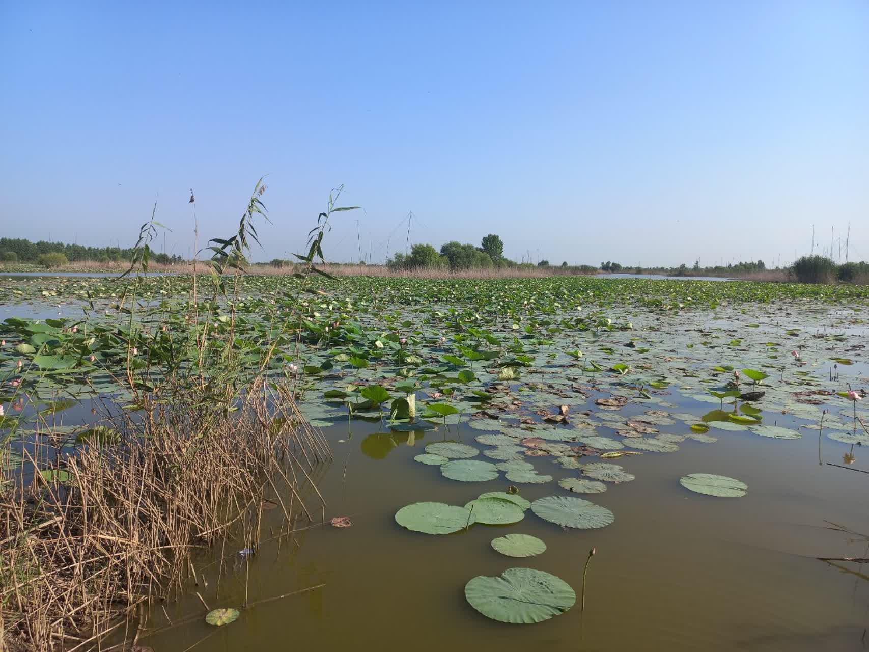 خرید زمین -اجاکسر