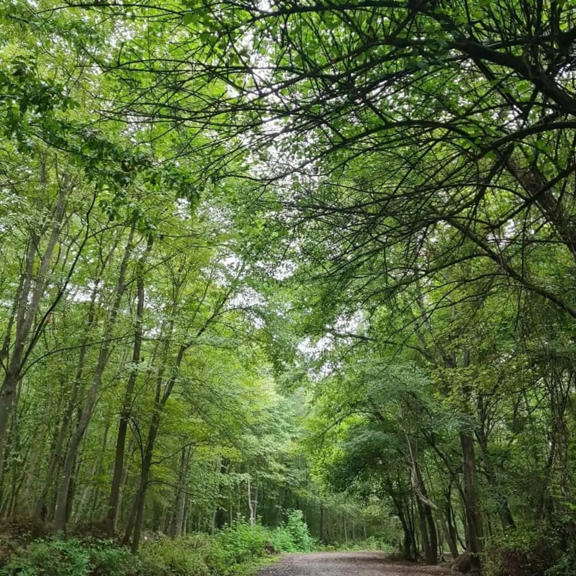 ساخت ویلا در سرخرود ساخت ویلا در سرخرود؛ راهنمای جامع خرید زمین، مجوز و هزینه ساخت