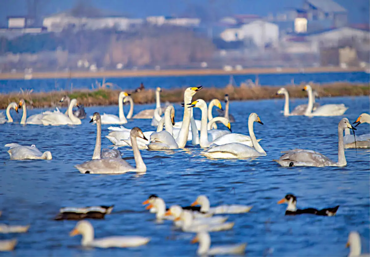 ساخت ویلا در سرخرود چرا سرخرود مقصد محبوب ساخت ویلا شده است؟